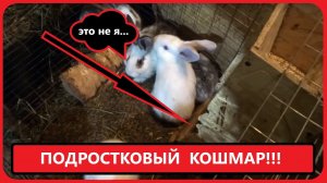 КОРМУШКИ для КРОЛИКОВ! Кормим кроликов без отхода!!!