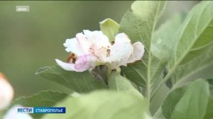 На Ставрополье планируется строительство современного фруктохранилища мощностью 30 тысяч тонн.