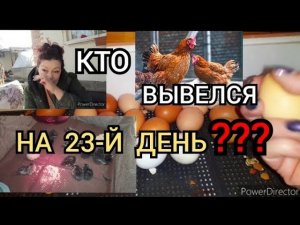 Какие цыплята вывелись на 23 -й день инкубации?!//Свои Куры и Цыплята!//Какой инкубатор купить?