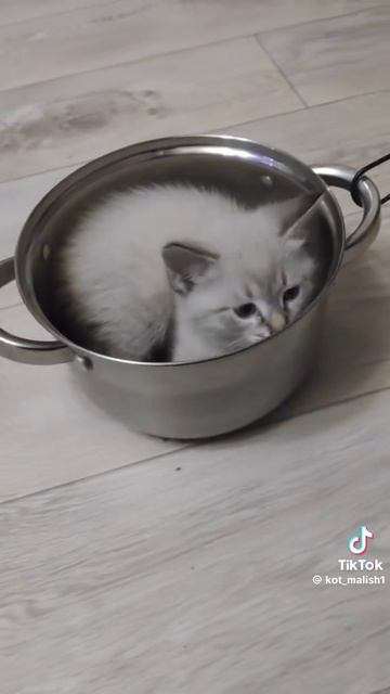 1000046255.mp4 смотреть онлайн