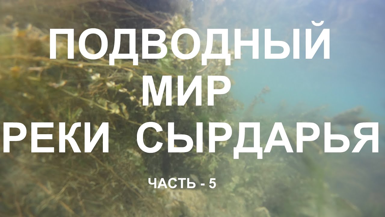 СЫРДАРЬЯ ЧАСТЬ 5