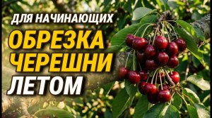 Как заставить черешню плодоносить? Жёсткая обрезка черешни летом от монилиоза