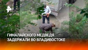 Гималайского медведя, гулявшего по улицам Влфадивостока, поймали сотрудники Охотнадзора