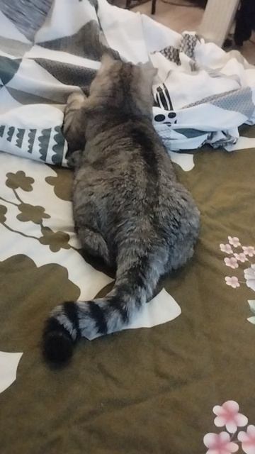 "КОШКИН ДВИЖ" Ну как тут уснёшь))