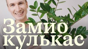 ЗАМИОКУЛЬКАС. История, сорта, размножение