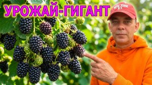 Урожай ГИГАНТ: проверенный способ подкормки ежевики и малины во время цветения