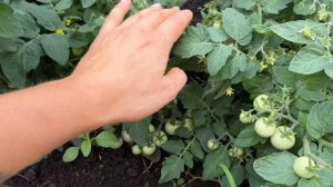 Безработная домохозяйка.Деревенские будни девушки.#Сад#Огород