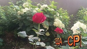 ДОБРОГО ДНЯ🙏💕 НУ ВОТ И СРЕДА.