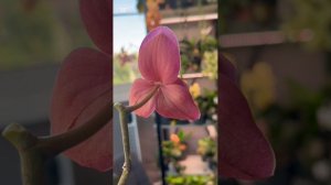 Как и обещала, показываю пелор Исмаэли при дневном освещении 🩷💖💕 #орхидеи