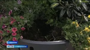 Похитителей зеленых насаждений в Ставрополе выявили видеокамеры