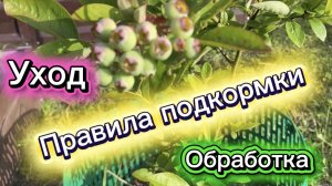 Правила подкормки, чем обрабатываю свои растения, июнь 2026