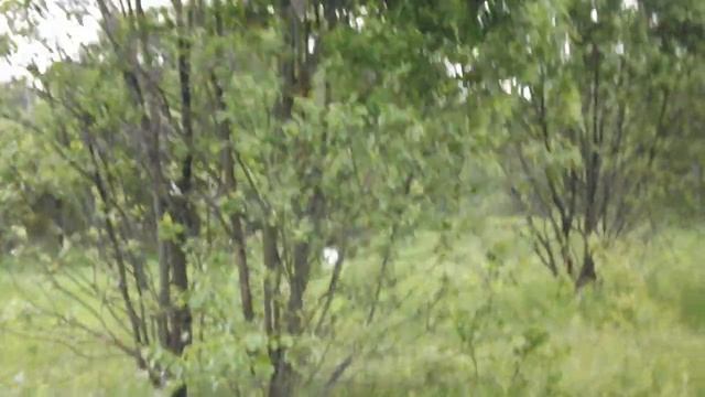 EDO od RACE коростель смотреть онлайн