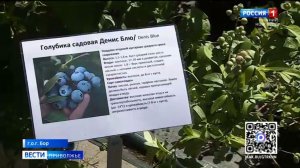 Как вырастить голубику на садовом участке