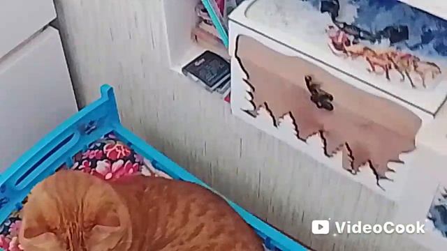 Пушок пошёл в школу и сбежал..mp4 смотреть онлайн