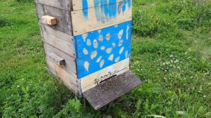 Пришло тепло. На пасеке аншлаг, пахнет липой.