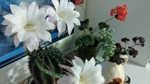 Кактусомания или сколько цветков у кактуса.