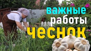 Чем подкормить чеснок после удаления стрелок. Когда выкапывать чеснок. Как приготовить компост