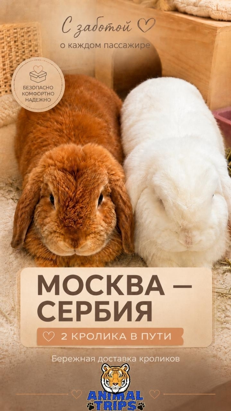 Доставка кроликов из Москвы в Сербию | История Звездочки и Маи ❤️ Animal Trips