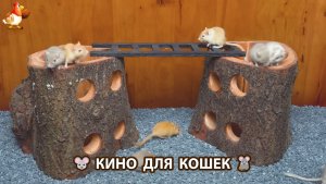 Видео для кошек про крысок развлекать питомцев 🐭🐀😂 574