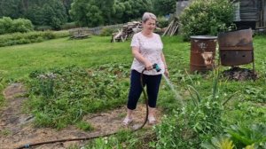 ОТДАЛА КУРОЧКАМ ПАХТУ. ЗАЛИВАЕМ СВОИ ГРЯДКИ.
