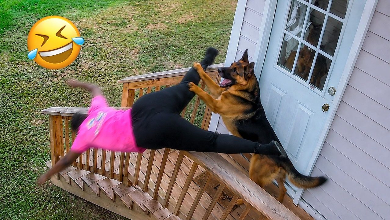 Самые смешные собаки в интернете прямо сейчас 😂 Лучшие приколы с животными 2026. Смешные видео