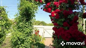 Варю суп.Обстригаю розы.По огороду
