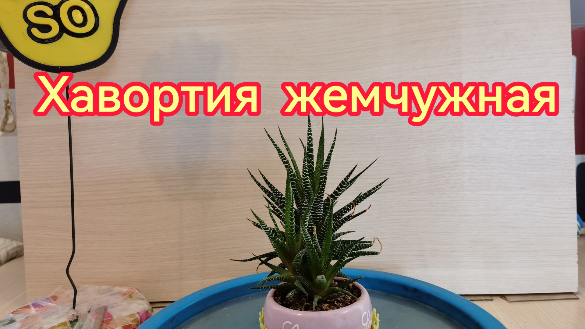 Хавортия жемчужная