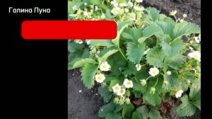 Размножаю клубнику усами, сейчас самое время