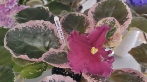 Уборка на фиалочных просторах ☘️🌸🍀 Пробежимся по сортам☘️🌸☘️