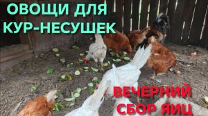 Домик в деревне Какие овощи давать летом курам-несушкам Вечерний сбор яиц