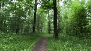 гуляю по чудному лесу часть 17