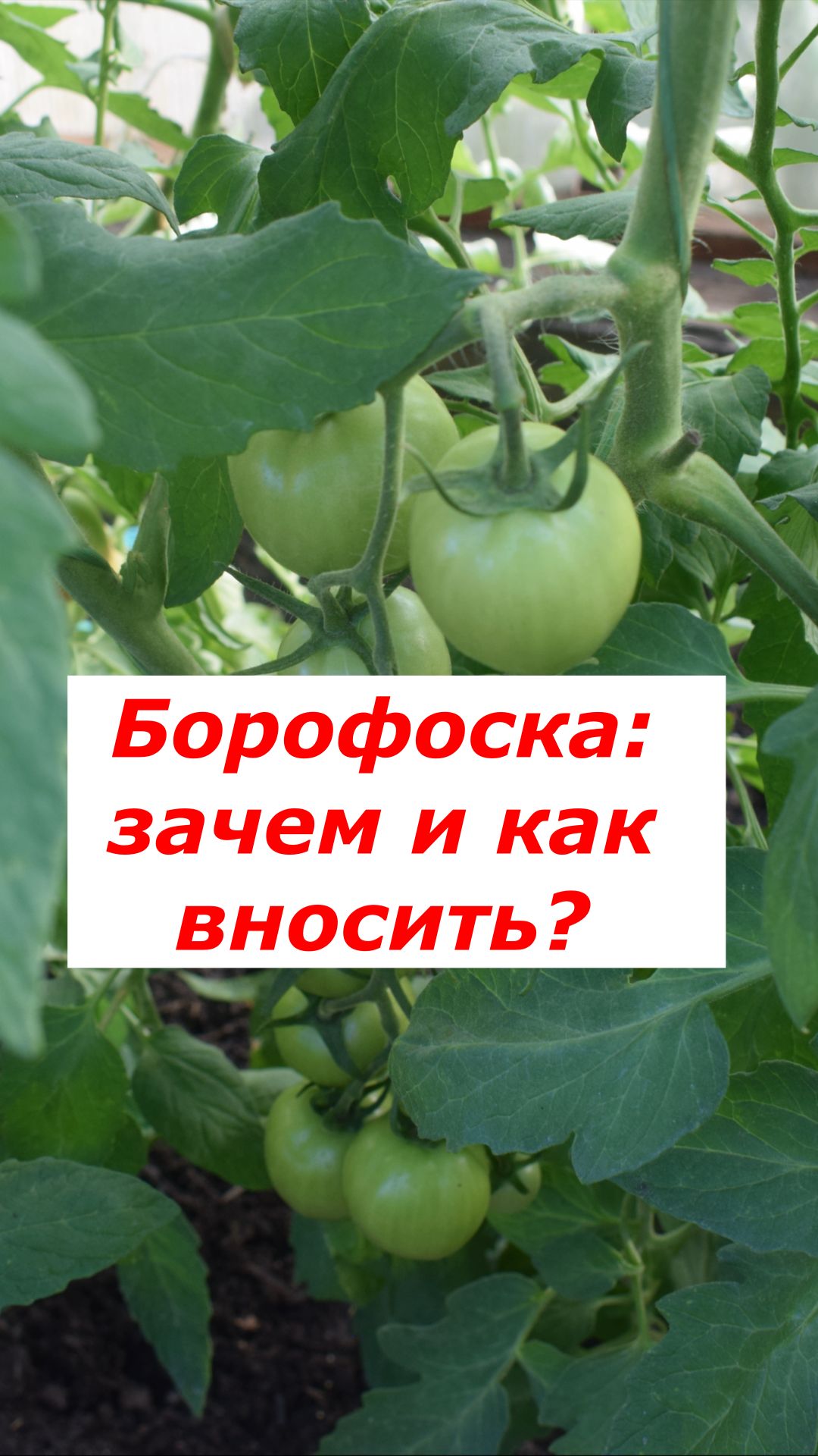 Томаты завалят урожаем! Секрет Борофоски 🍅