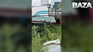 Во Владивостоке поймали медведя, который проплыл по морю больше 10 км и гулял по улицам.