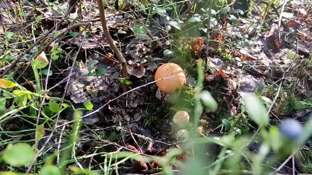 Моё утро! Прогулка по лесу. Подосиновики, подберёзовики, лисички. смотреть онлайн
