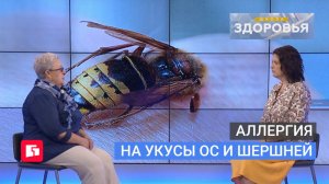 Аллергия на укусы ос и шершней. Школа здоровья. GuberniaTV