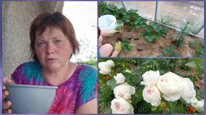 Я не доверяю.Пора наводить порядок.Укоренение 🍓клубники🍓