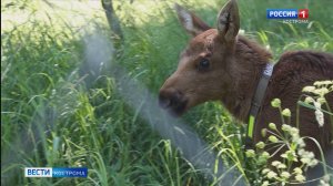 Из Нижегородской области на костромскую лосеферму привезли двух спасенных лосят