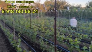 Выращиваем саженцы в школке!