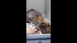 Котя. Новый питомец.