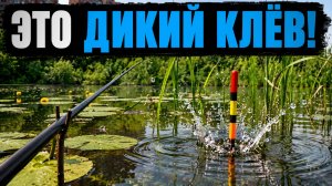 БОЛОТО ВО ДВОРЕ КИШИТ РЫБОЙ! Не думал что ПОЙМАЮ СТОЛЬКО! Это карась? Рыбалка 2026