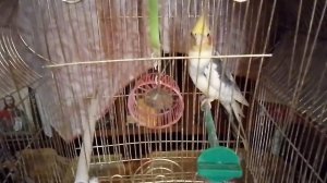🦜Попугай «Матрос» 🦜