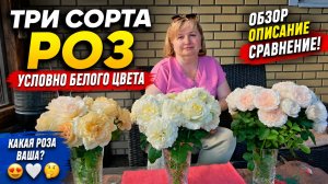 ОБЗОР ТРЁХ СОРТОВ  РОЗ -  светлых оттенков!