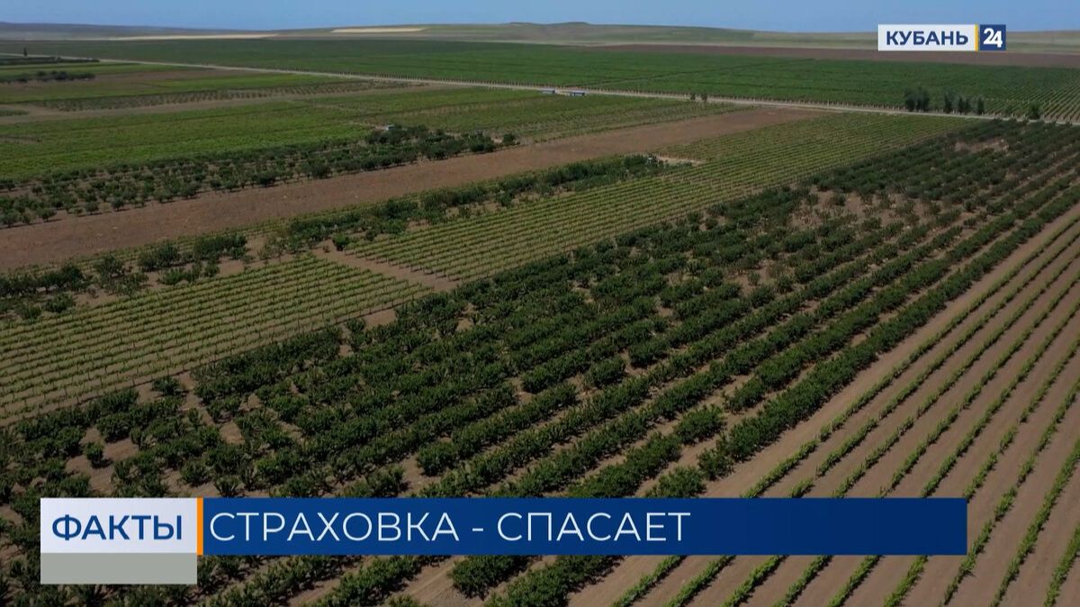 Кубань — среди лидеров в России по объему страховых выплат аграриям смотреть онлайн