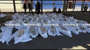 Полтонны кокаина нашли в тушах тунца из Эквадора в порту Санкт-Петербурга