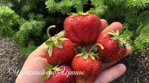 Отечественные сорта: Лакомка и Дочь Берегини