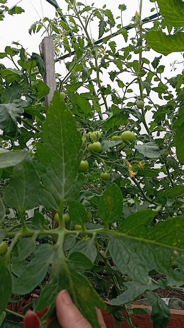 КАКИЕ ЛИСТЬЯ УДАЛЯТЬ У ТОМАТОВ 🍅
