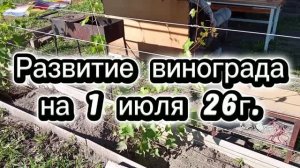 Развитие винограда на 1 июля 26 года.