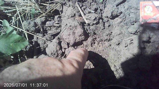 Растим тыквы