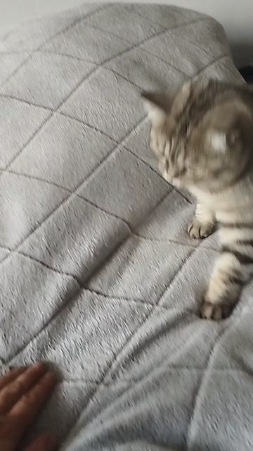 "КОШКИН ДВИЖ" Пятюля от Милы))