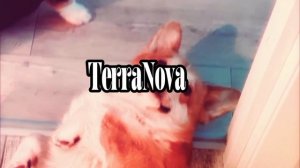 TERRA NOVA|Корги Кекс_Корги Коржик|